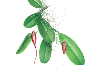 Anggrek iriana  (Bulbophylum Irianae )