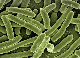 Bakteri E.coli